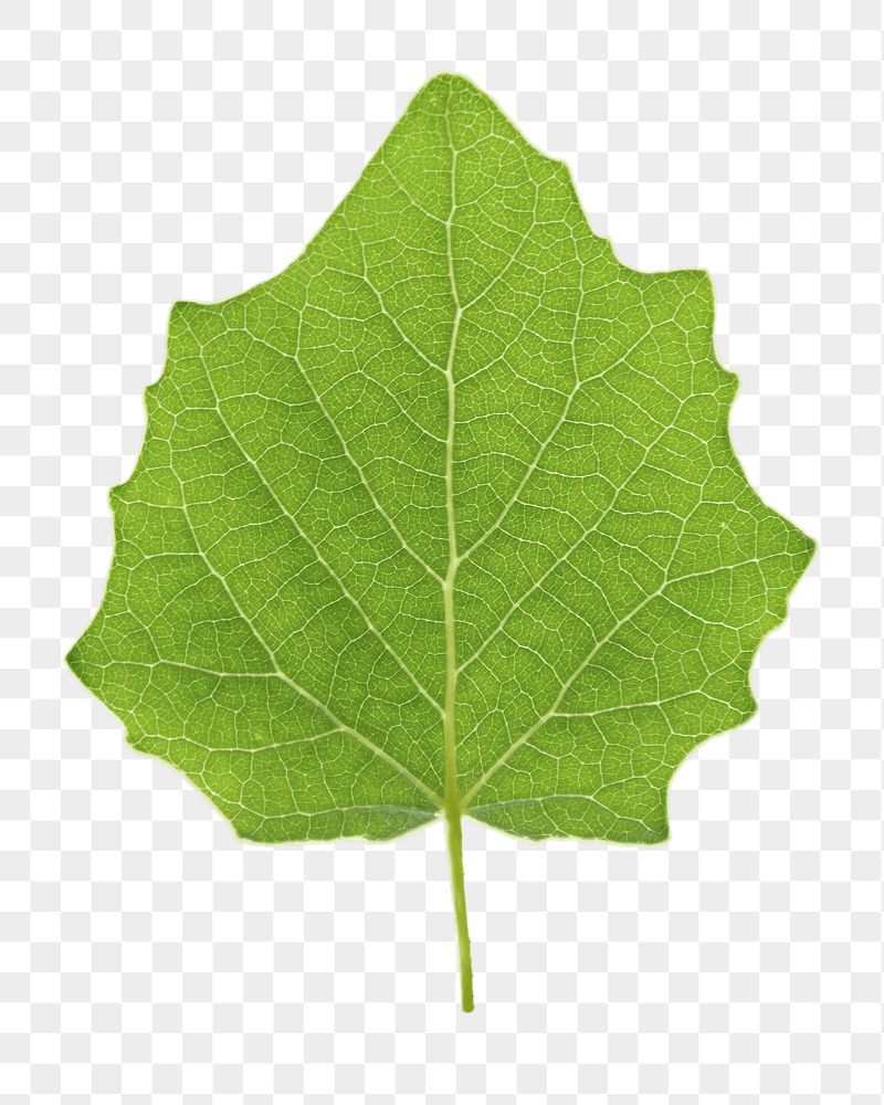 Green leaf png sticker, transparent | Free PNG - rawpixel