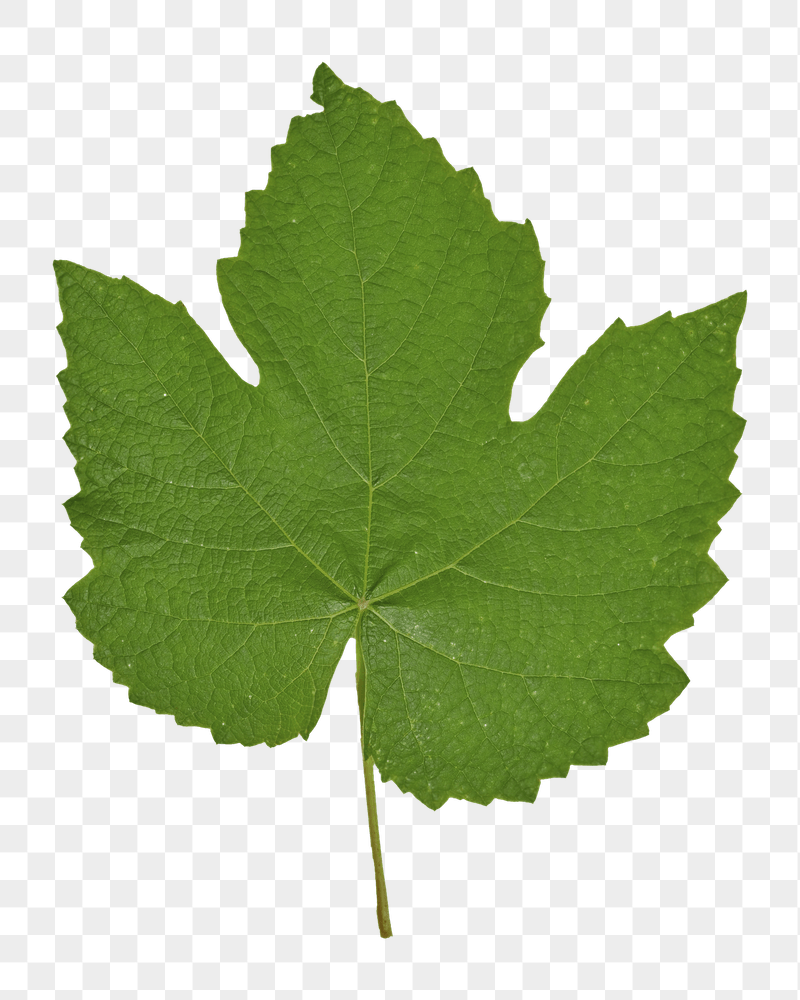 Green leaf png sticker, transparent | Free PNG - rawpixel