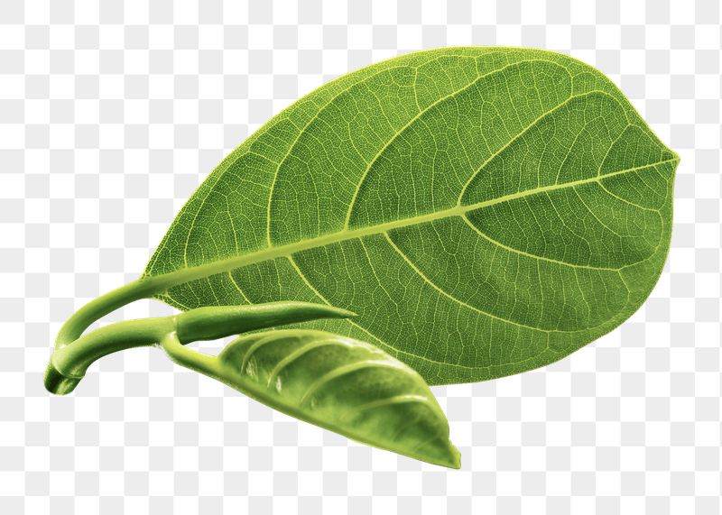 Green leaf png sticker, transparent | Free PNG - rawpixel
