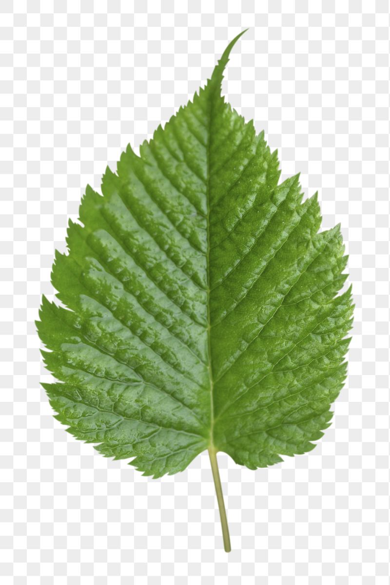 Green leaf png sticker, transparent | Free PNG - rawpixel