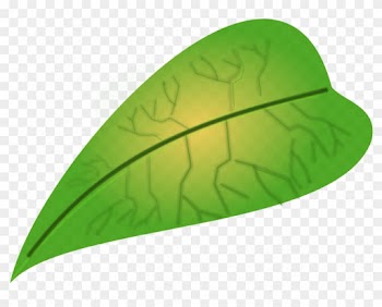 Green Leaf Small Clipart 300pixel Size, Free Design - ใบไม้ สี เขียว การ์ตูน
