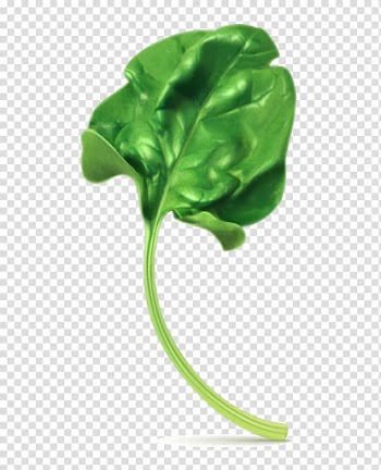 Green leaf, Spinach Vegetarian cuisine , spinach leaves transparent background PNG clipart