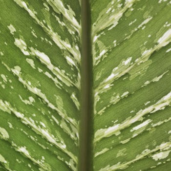 Green leaf texture background, close | Free Photo - rawpixel