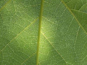 Green leaf texture background. Free | Free Photo - rawpixel