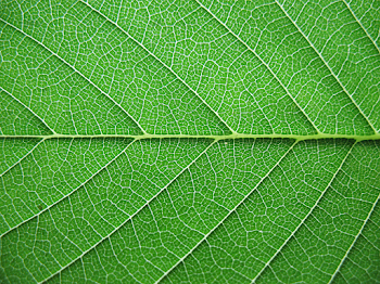 green leaf texture background image