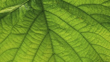 Green leaf  texture computer | Free Photo - rawpixel