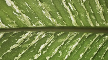 Green leaf texture desktop wallpaper, | Free Photo - rawpixel