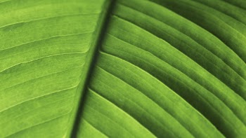 Green leaf texture desktop wallpaper, | Free Photo - rawpixel