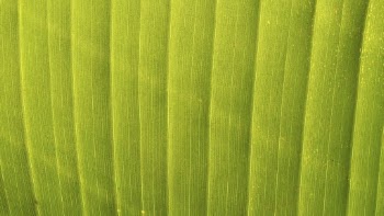 Green leaf texture desktop wallpaper, | Free Photo - rawpixel