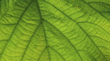 Green leaf texture desktop wallpaper, | Free Photo - rawpixel
