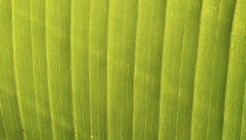 Green leaf texture HD wallpaper, | Free Photo - rawpixel