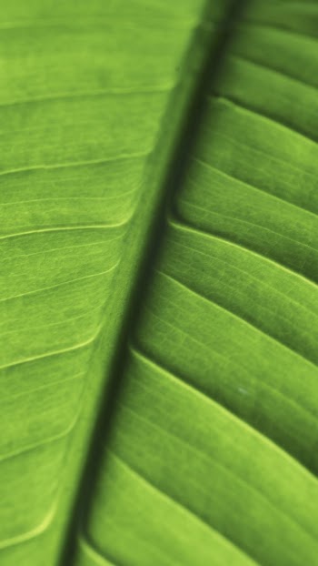 Green leaf texture mobile wallpaper, | Free Photo - rawpixel