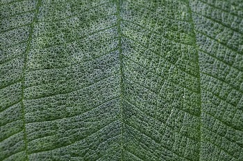 Green leaf texture nature background. | Free Photo - rawpixel