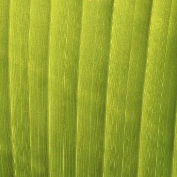 Green leaf texture, nature background | Free Photo - rawpixel