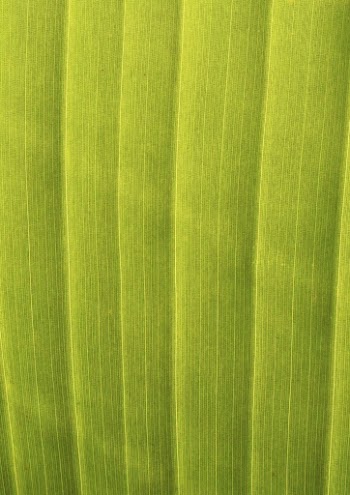 Green leaf texture, nature background | Free Photo - rawpixel