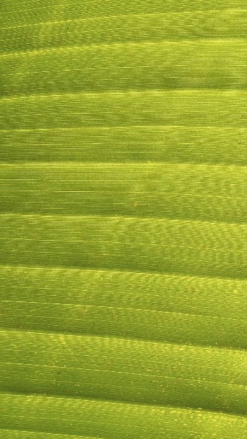 Green leaf texture phone wallpaper, | Free Photo - rawpixel