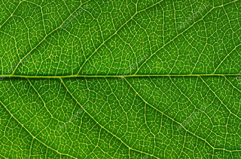 Green leaf texture — Stock Photo © Ale-ks #30147113