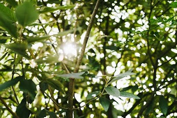 green leaf tree