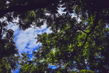 Green Leaf Tree