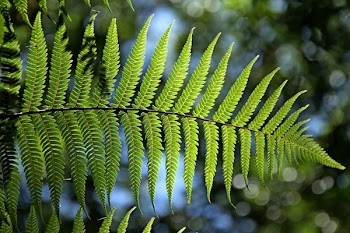Green Leaf Tree