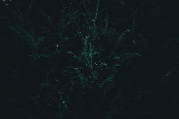 green leaf tree