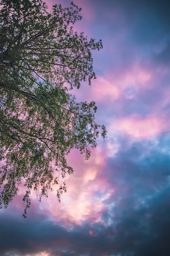 Green Leaf Tree