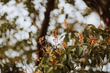 Green Leaf Tree