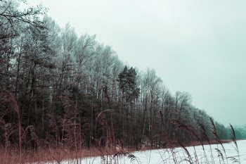 Green Leaf Tree Field