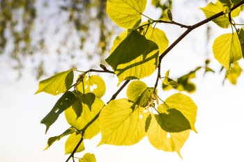Green Leaf Tree Graphic Wallpaper