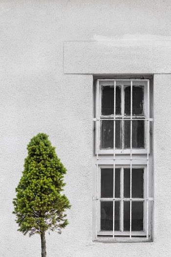 green leaf tree in front of grey concrete wall