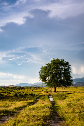 Green Leaf Tree in the Middle of Green Grass Field