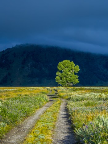 Green Leaf Tree on Green Grass Near Mountain