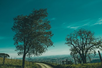 Green Leaf Tree on Side of the Road during Daytime