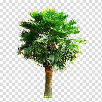 Green leaf tree, Palm III Arecaceae Tree Plant, Large palm trees transparent background PNG clipart