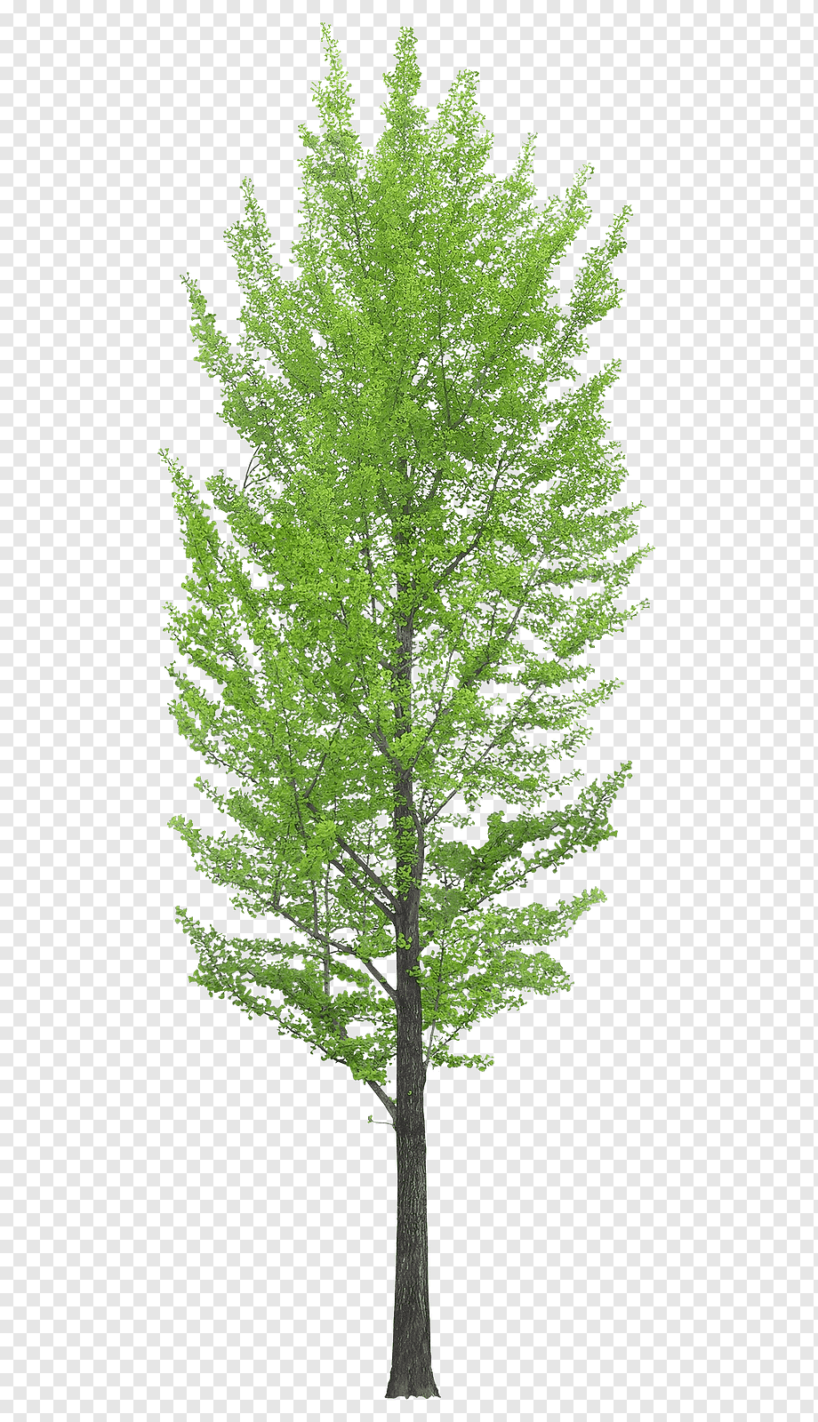 green leaf tree, Tree Desktop, arbol, leaf, branch, plant Stem png