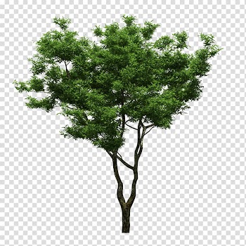 Green leaf tree, Tree Feng shui Yard Sweet osmanthus Bonsai, Trees transparent background PNG clipart