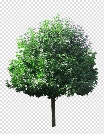 Green leaf tree , Tree Lindens, Linden tree material transparent background PNG clipart