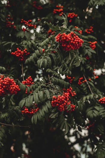 Green Leaf Tree With Red Fruits