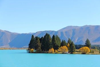 Green Leaf Trees