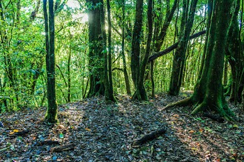 Green Leaf Trees