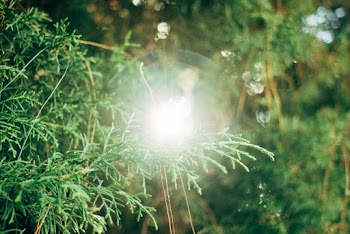 Green Leaf Trees