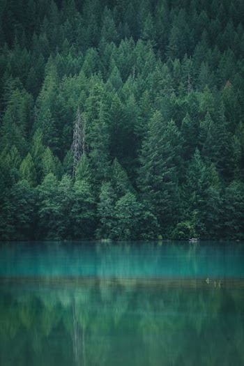 green leaf trees across calm body of water