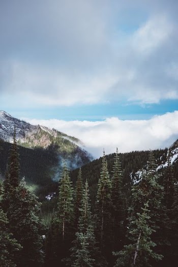 green leaf trees and green mountain during day time
