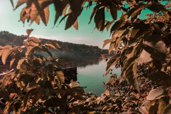 Green Leaf Trees and Plants Beside Body of Water