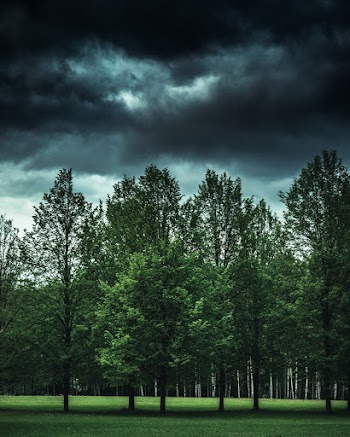 Green Leaf Trees at Day