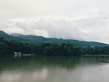 Green Leaf Trees Near Body of Water