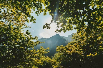 green leaf trees near mountain at daytime