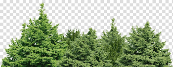 Green leaf trees, Spruce Fir Pine Forest Tree, forest background ...