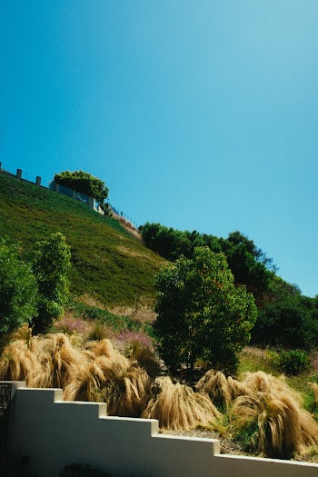 Green Leaf Trees Under Blue Sky
