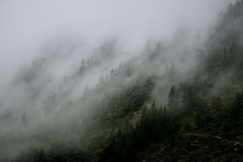 green leaf trees with fogs